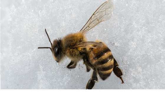 Pszczoły zimą